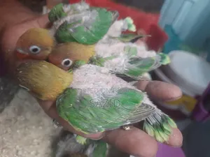 Lovebird Tame Size Baby