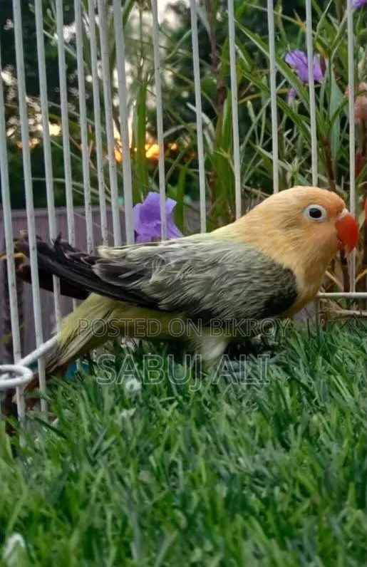 Female Lovebird