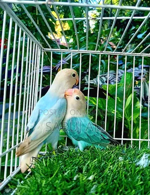 Female Lovebird