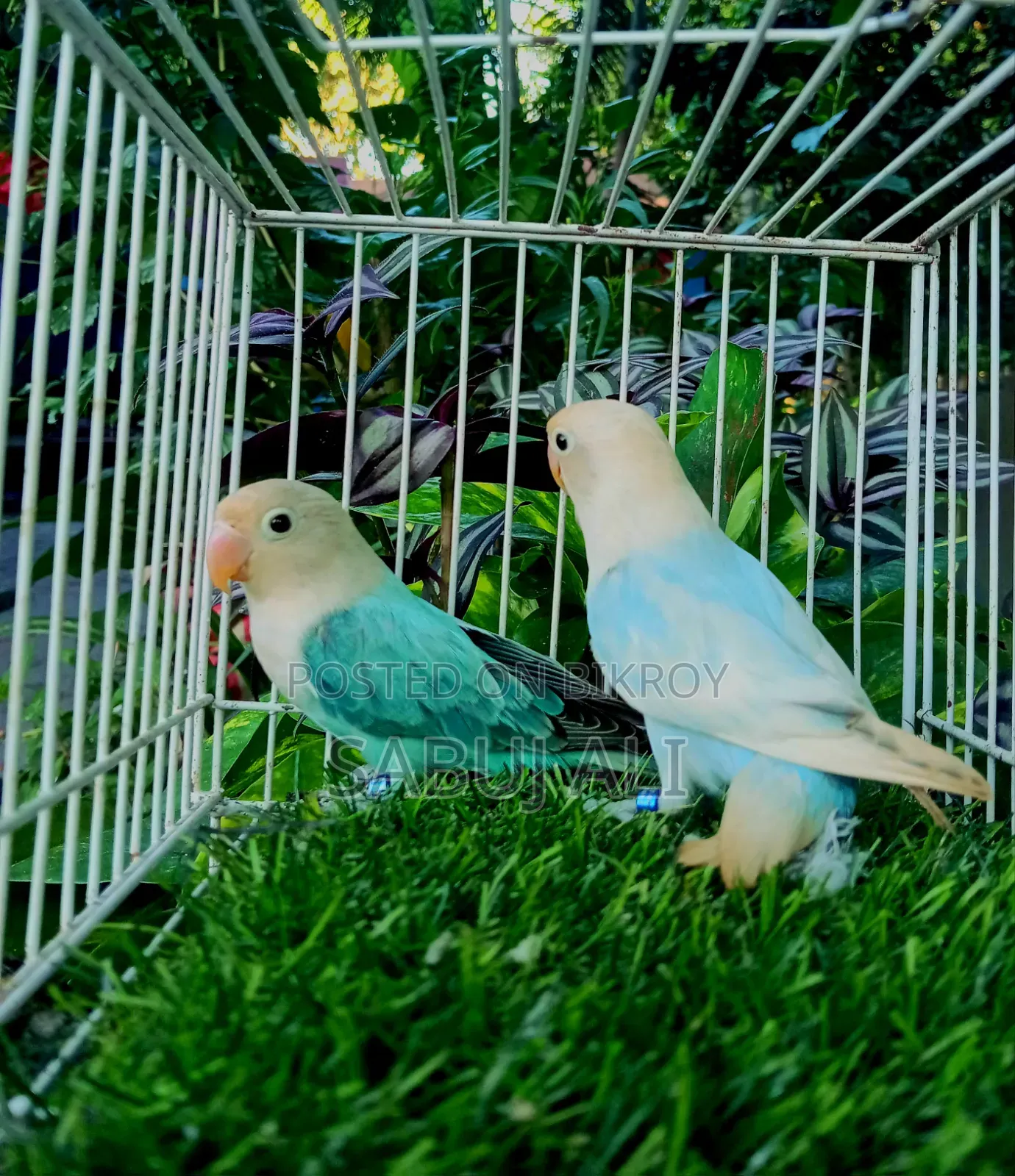 Female Lovebird