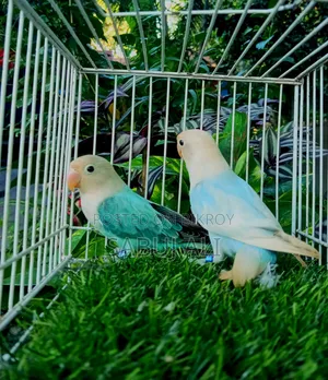 Female Lovebird