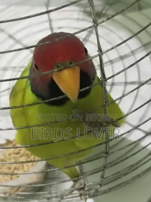 Indian Plum Headed Parakeet