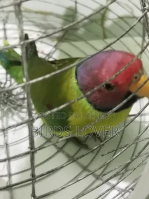 Indian Plum Headed Parakeet