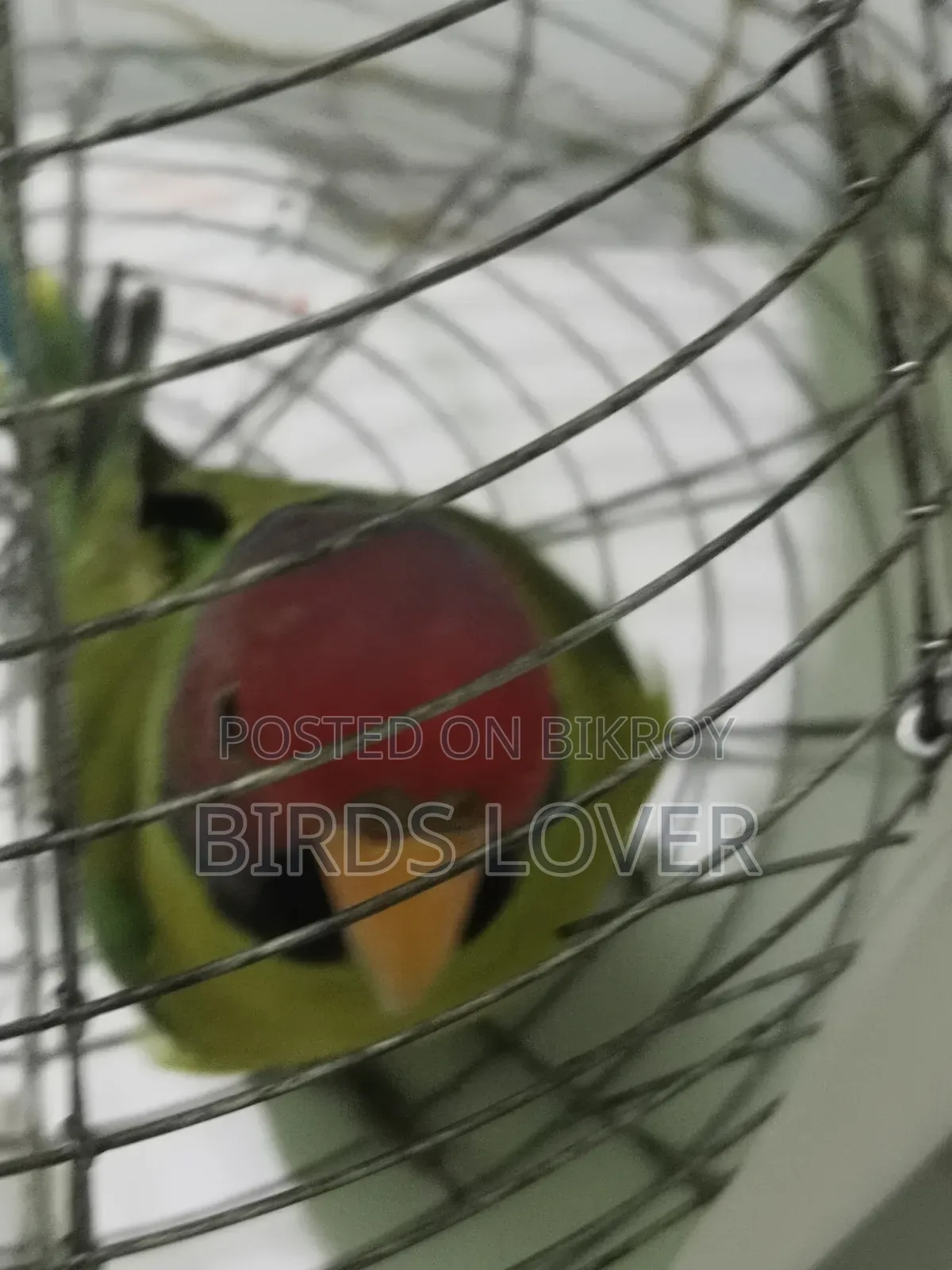 Indian Plum Headed Parakeet