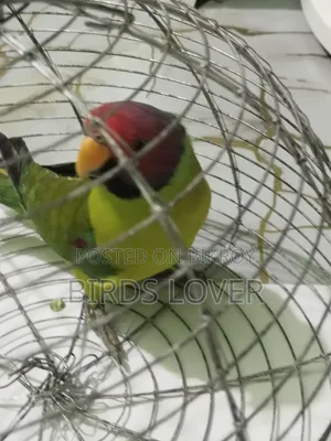 Indian Plum Headed Parakeet