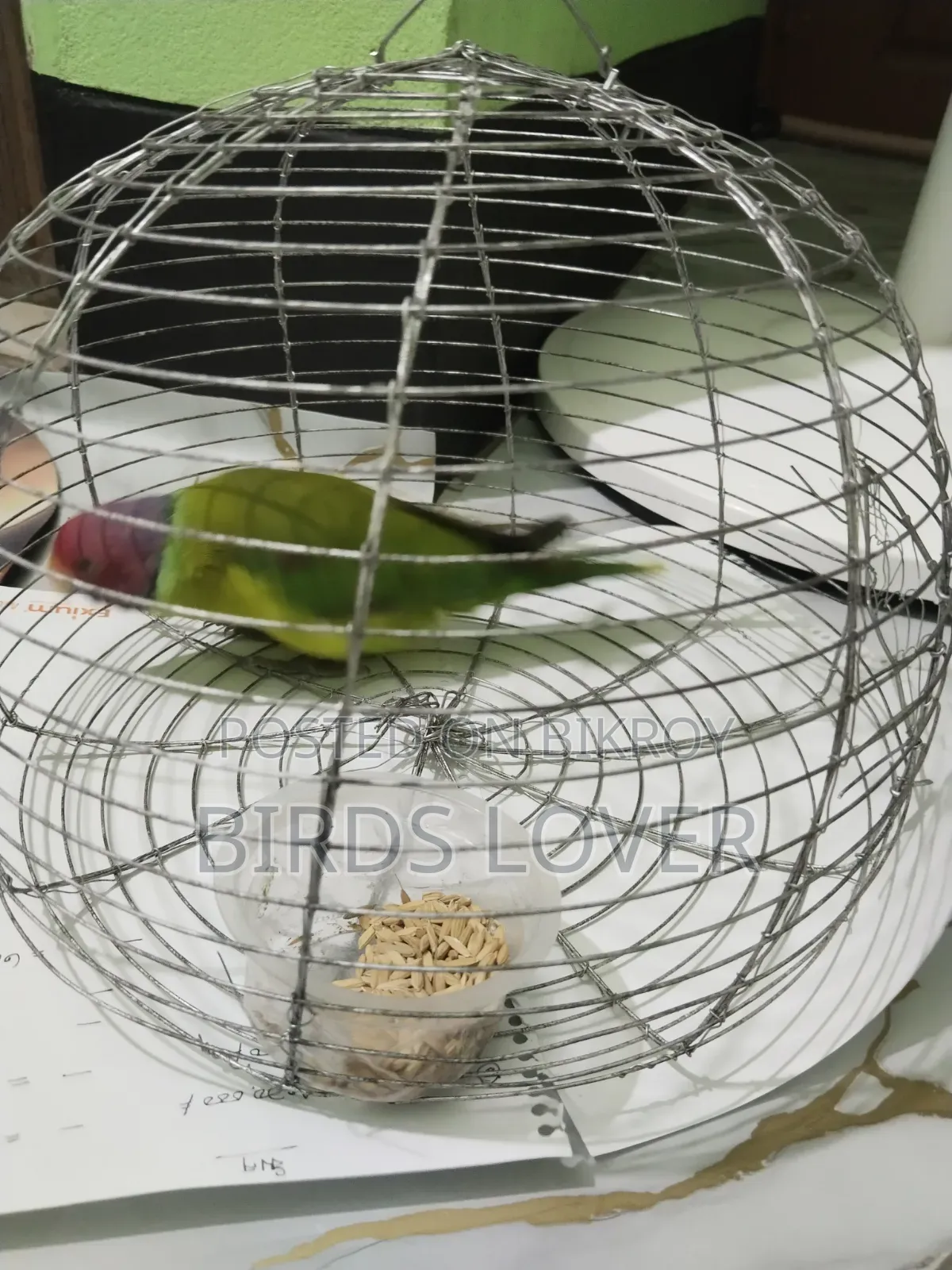 Indian Plum Headed Parakeet