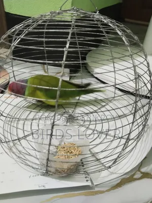 Indian Plum Headed Parakeet