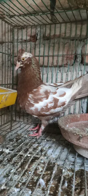 Running Female Laying Eggs