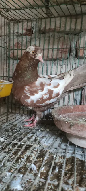 Running Female Laying Eggs