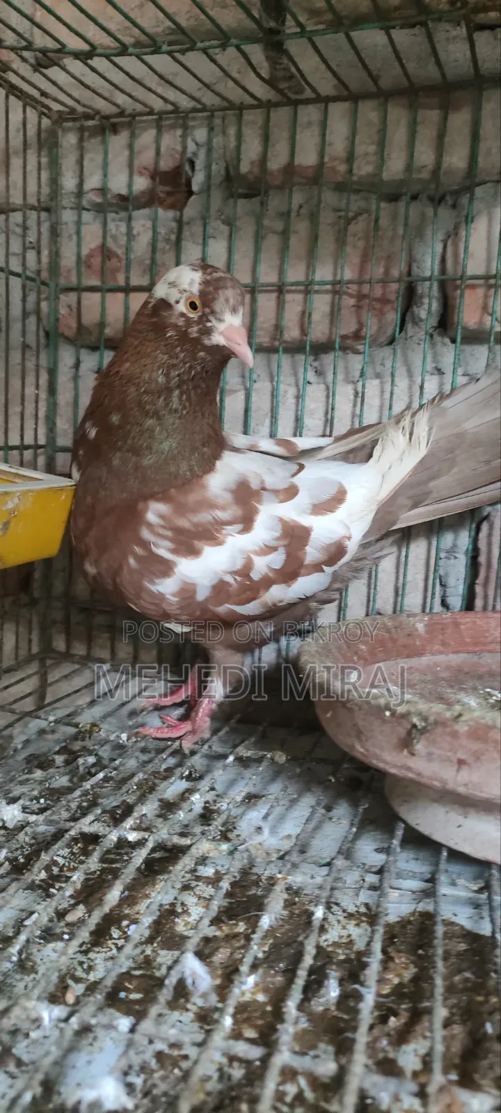 Running Female Laying Eggs