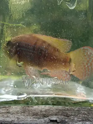 Female American Flagfish - Golden Glitter Cichlid - Healthy and Active