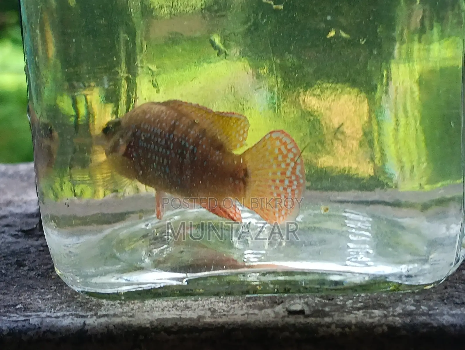 Female American Flagfish - Golden Glitter Cichlid - Healthy and Active