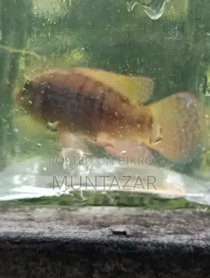Female American Flagfish - Golden Glitter Cichlid - Healthy and Active