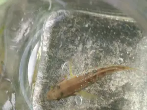 Female American Flagfish - Golden Glitter Cichlid - Healthy and Active