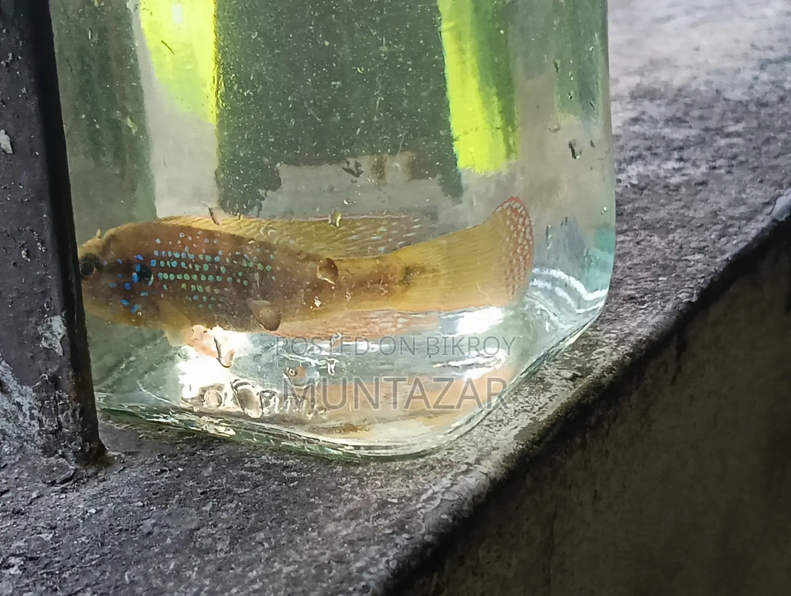 Female American Flagfish - Golden Glitter Cichlid - Healthy and Active