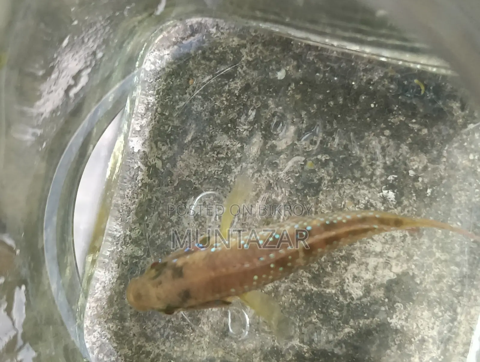 Female American Flagfish - Golden Glitter Cichlid - Healthy and Active