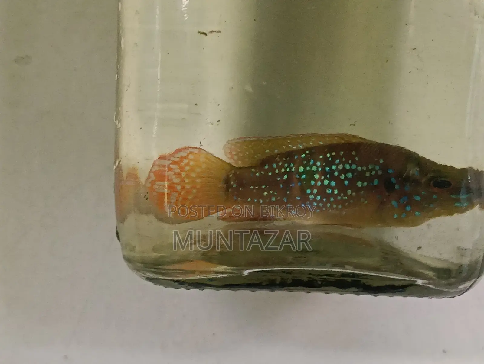 Female American Flagfish - Golden Glitter Cichlid - Healthy and Active