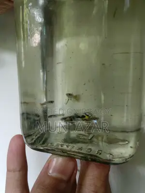 1 Month Old Yellow Cobra Tiger Guppy Fry - Color Started
