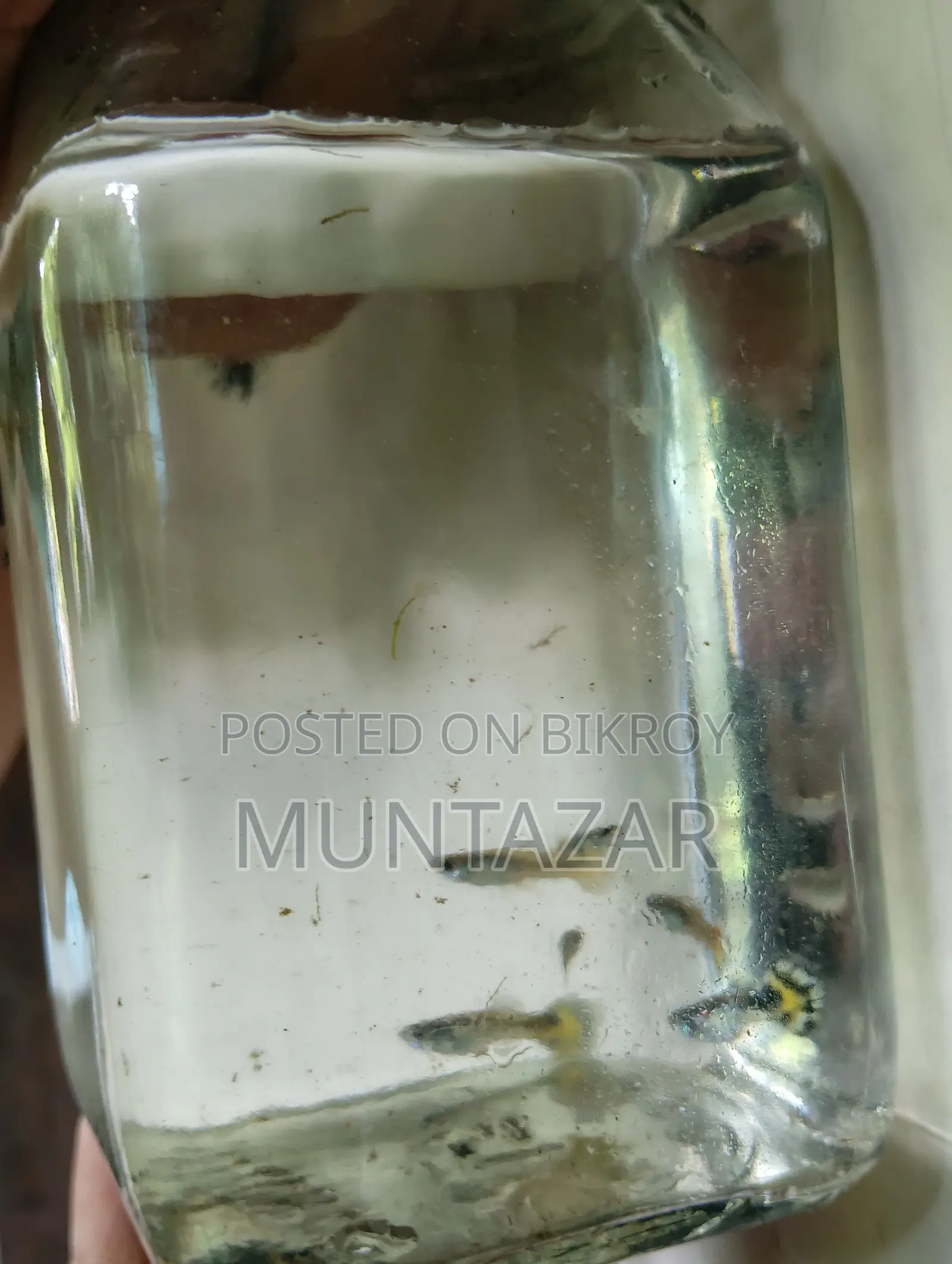 1 Month Old Yellow Cobra Tiger Guppy Fry - Color Started