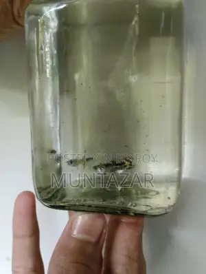 1 Month Old Yellow Cobra Tiger Guppy Fry - Color Started