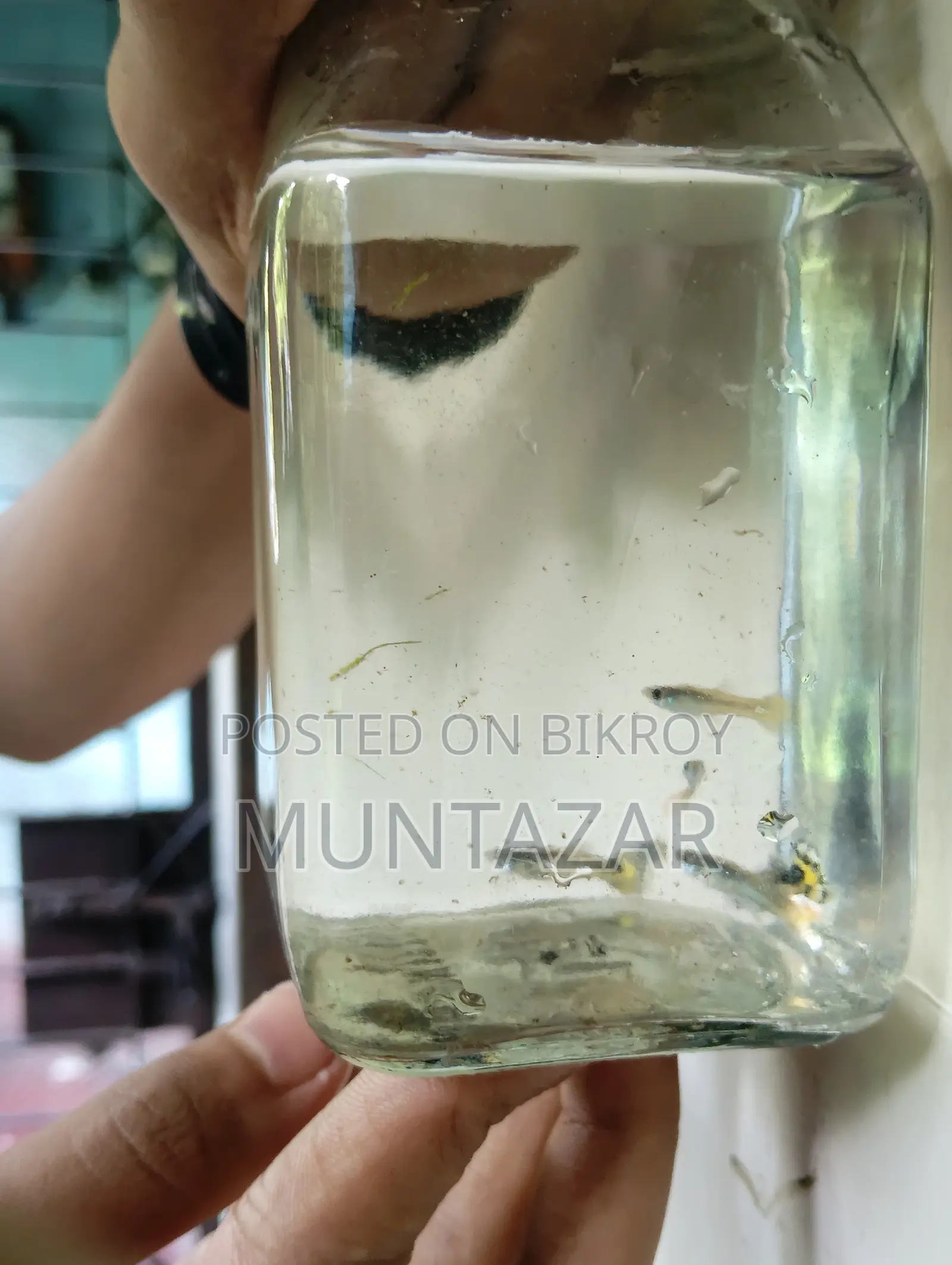 1 Month Old Yellow Cobra Tiger Guppy Fry - Color Started