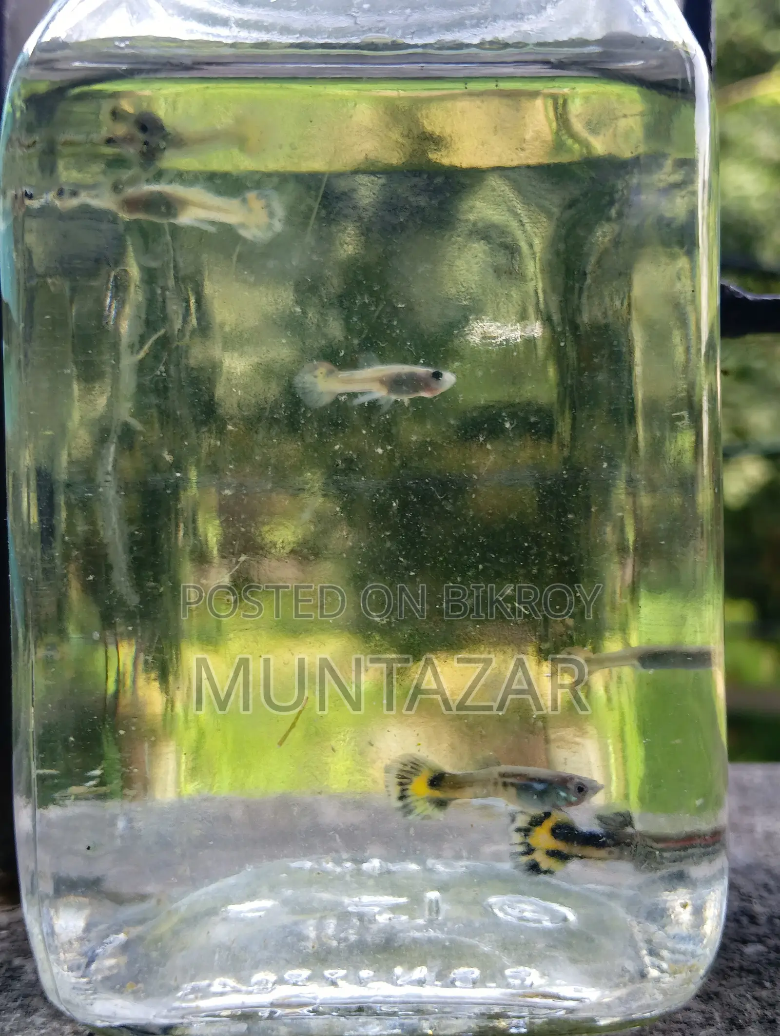 1 Month Old Yellow Cobra Tiger Guppy Fry - Color Started