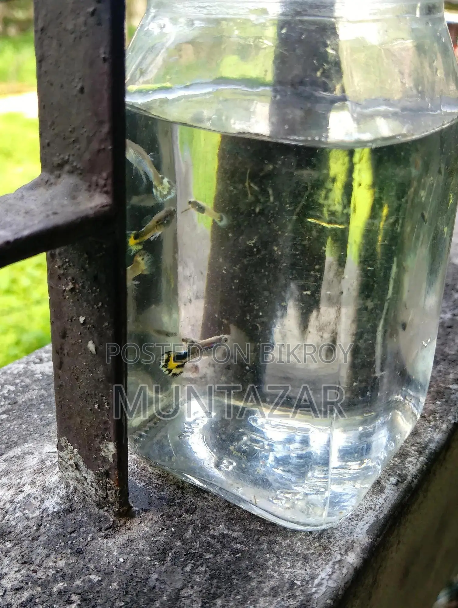1 Month Old Yellow Cobra Tiger Guppy Fry - Color Started