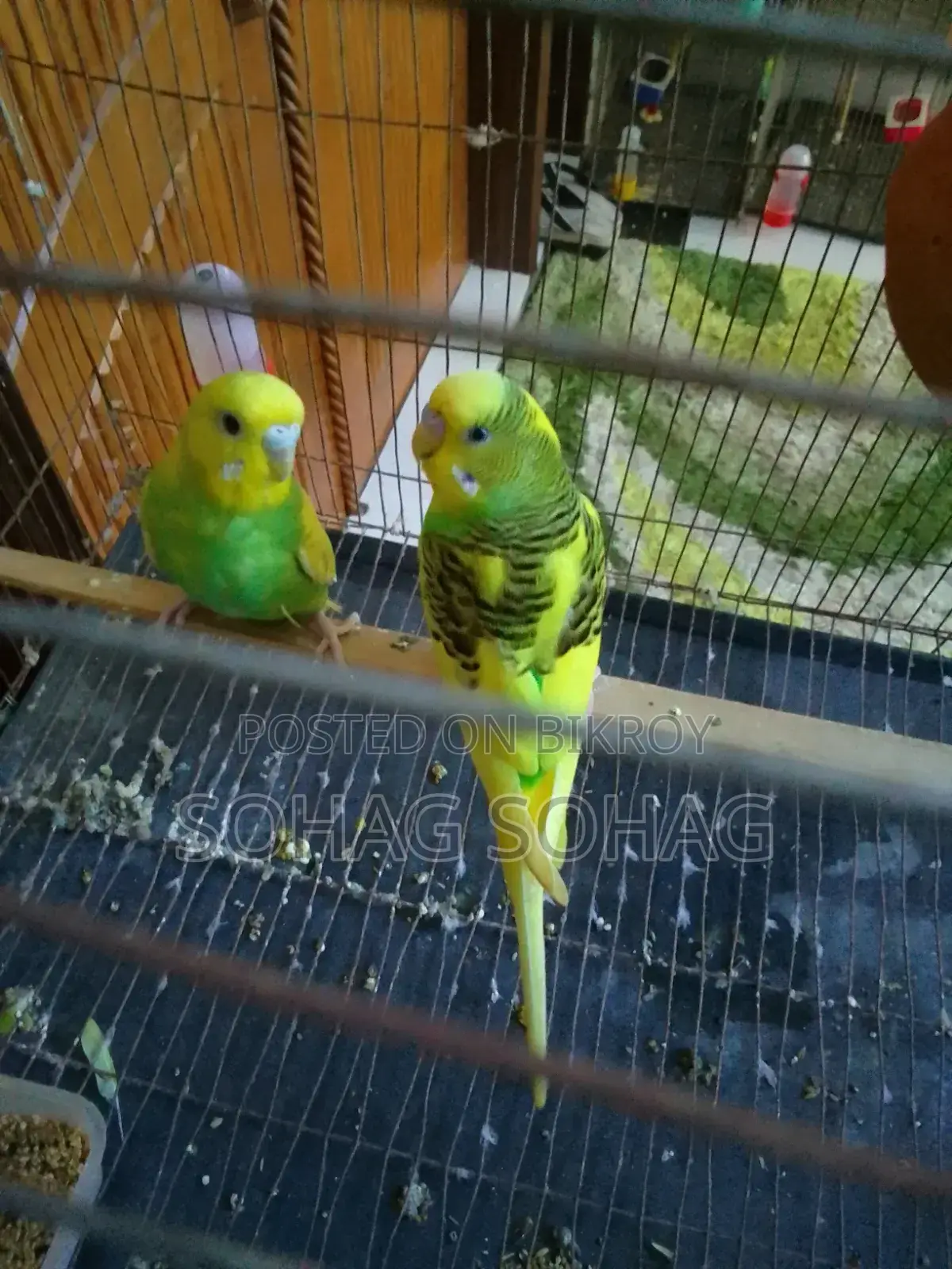 Some breeding budgie birds with eggs and chicks for sale