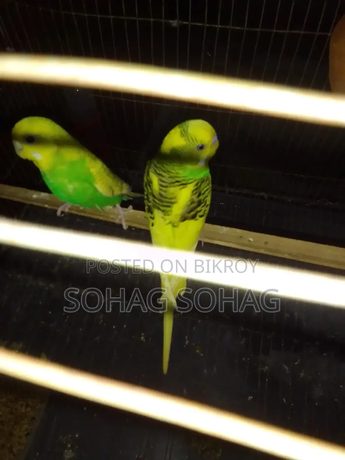 Some breeding budgie birds with eggs and chicks for sale