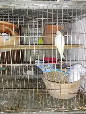 Some breeding budgie birds with eggs and chicks for sale