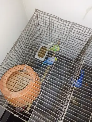 Some breeding budgie birds with eggs and chicks for sale