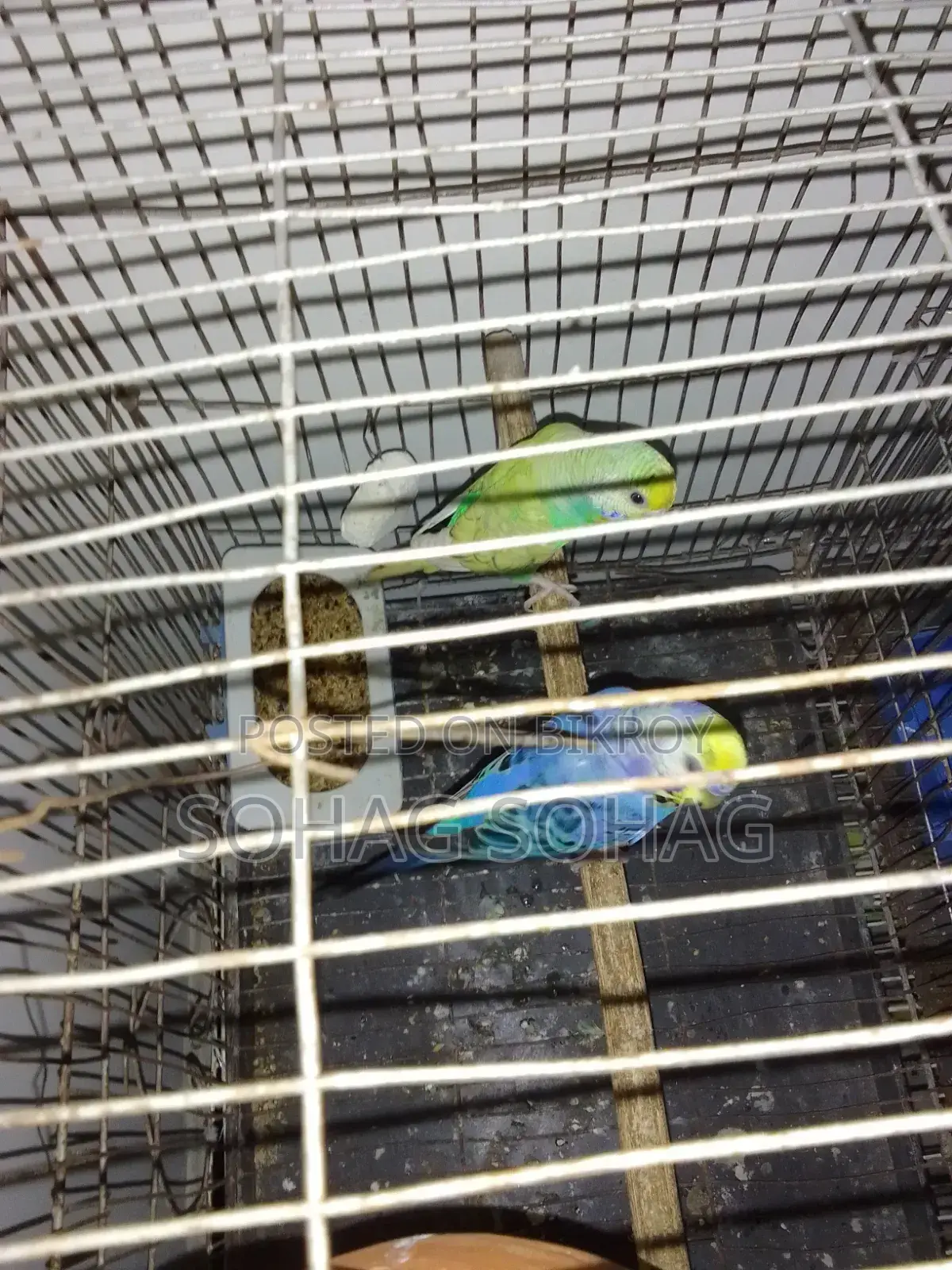 Some breeding budgie birds with eggs and chicks for sale