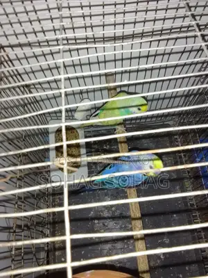 Some breeding budgie birds with eggs and chicks for sale