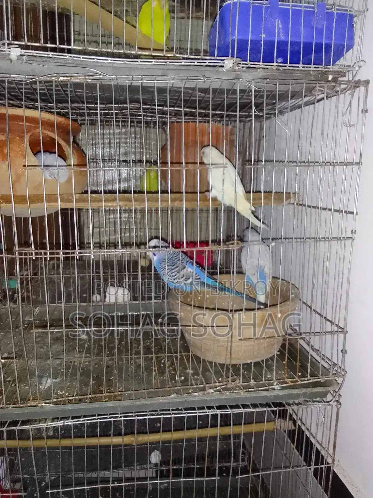 Some breeding budgie birds with eggs and chicks for sale