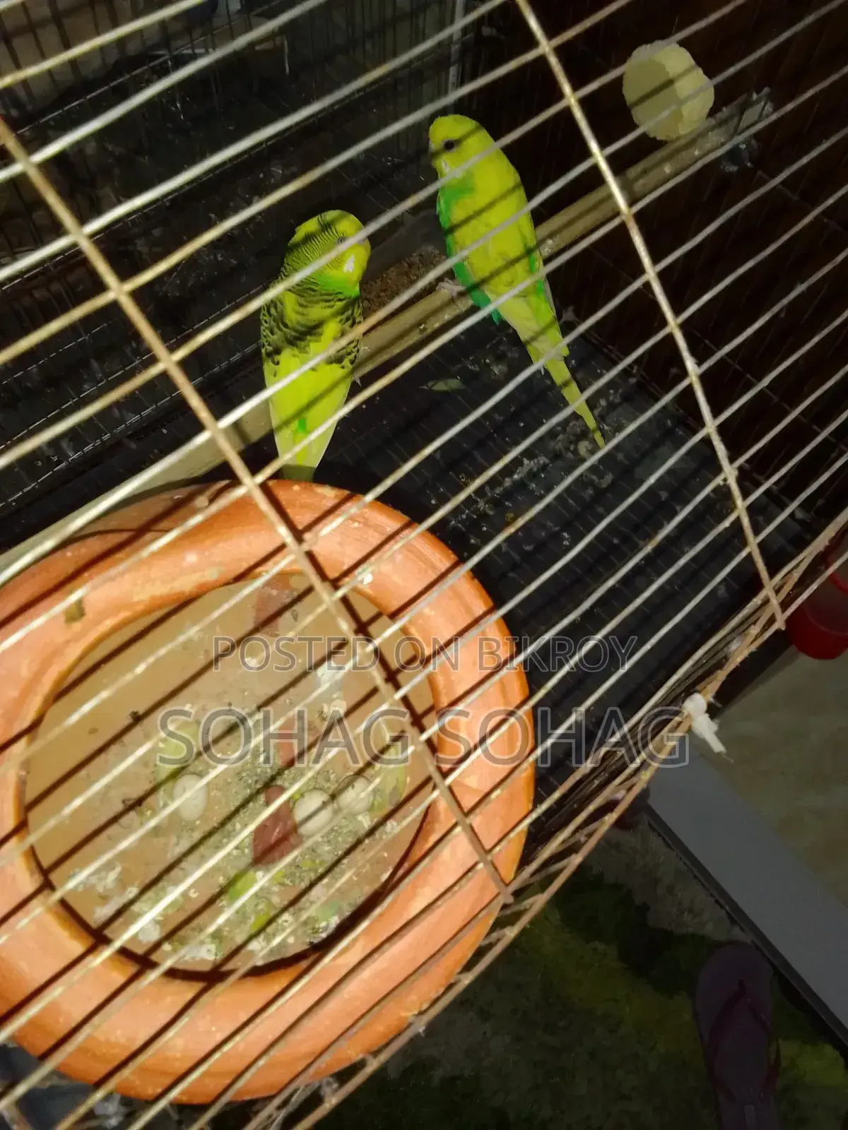 Some breeding budgie birds with eggs and chicks for sale