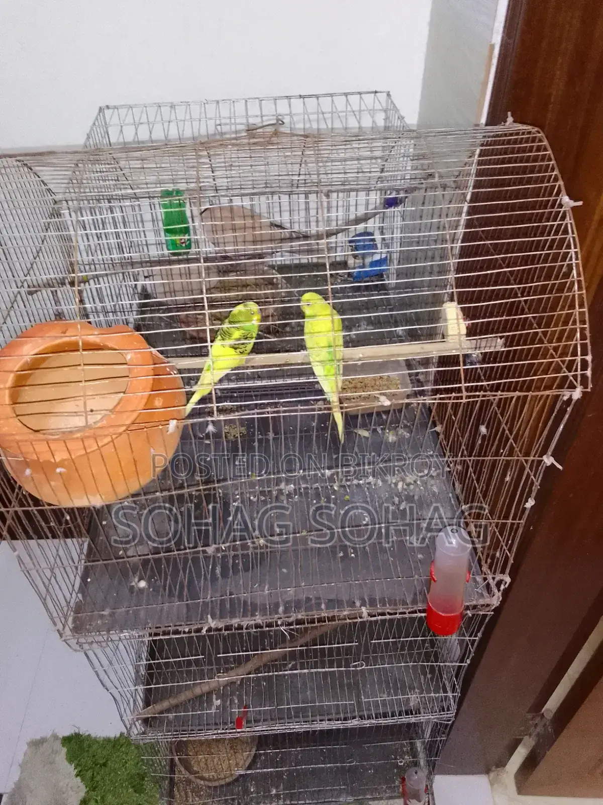 Some breeding budgie birds with eggs and chicks for sale