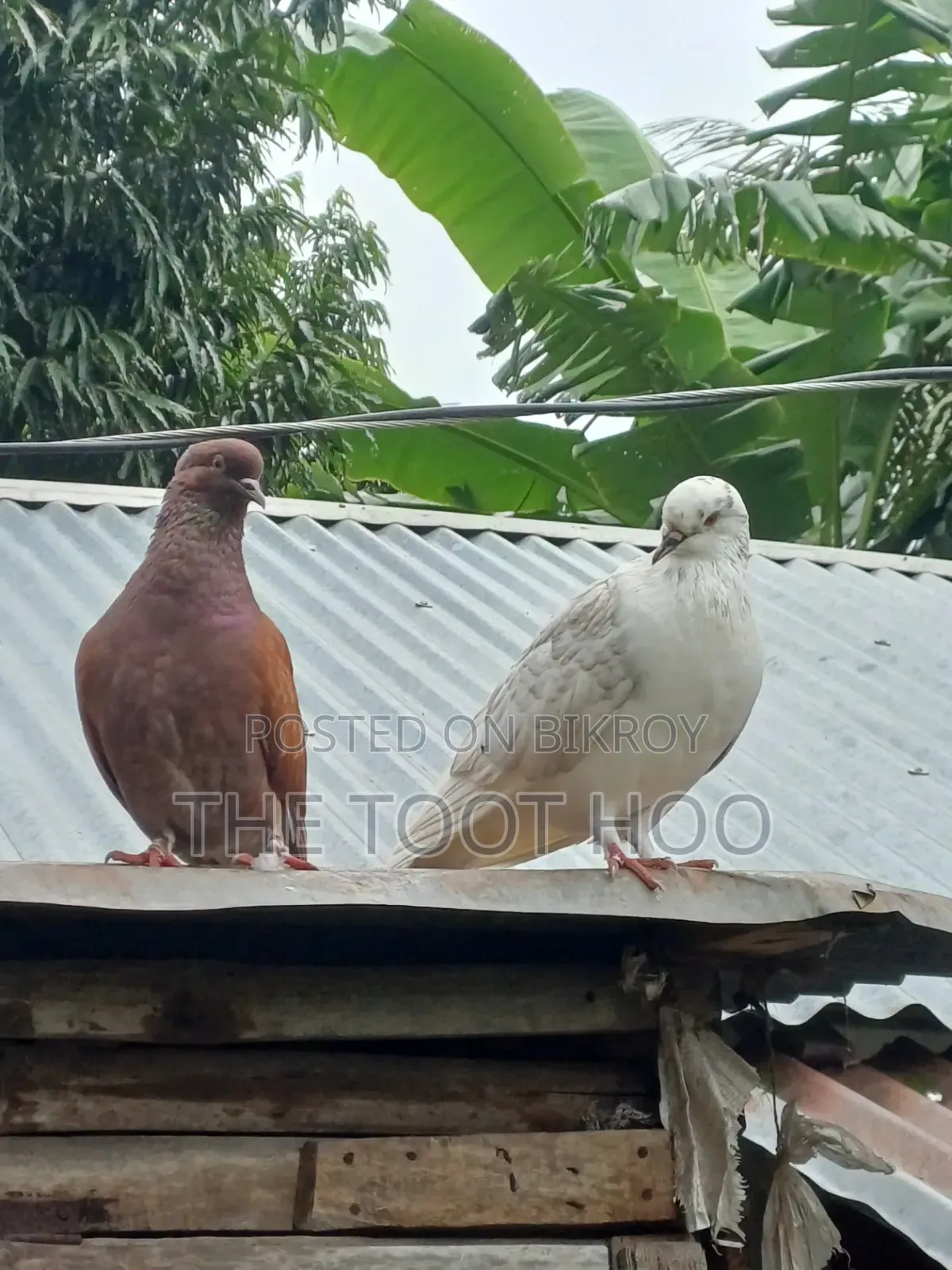 Good breed pigeon