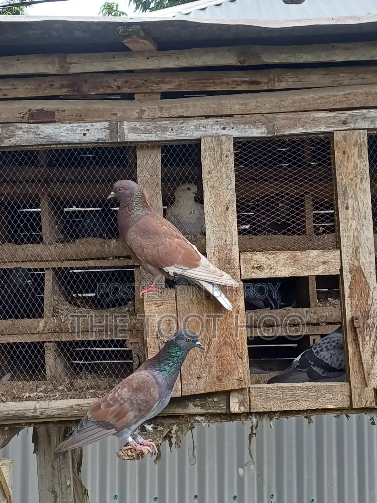 Good breed pigeon