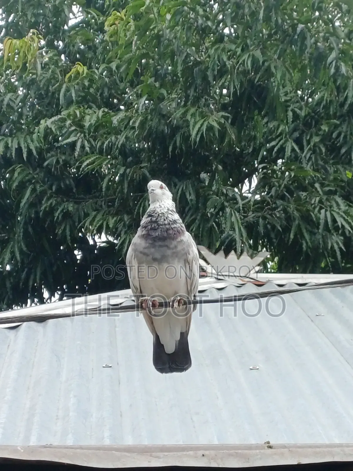 Good breed pigeon