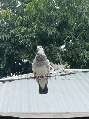 Good breed pigeon