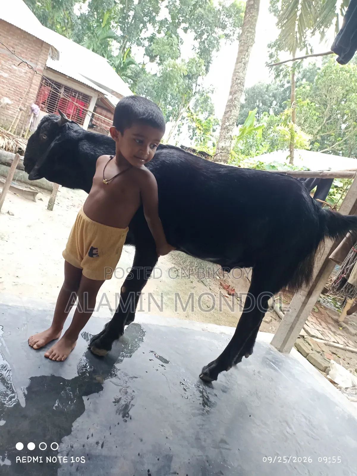 Large Goat