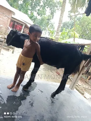 বড় একটা ছাগল
