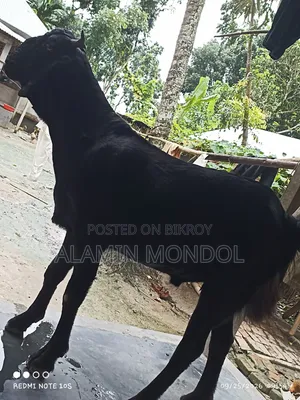 Large Goat
