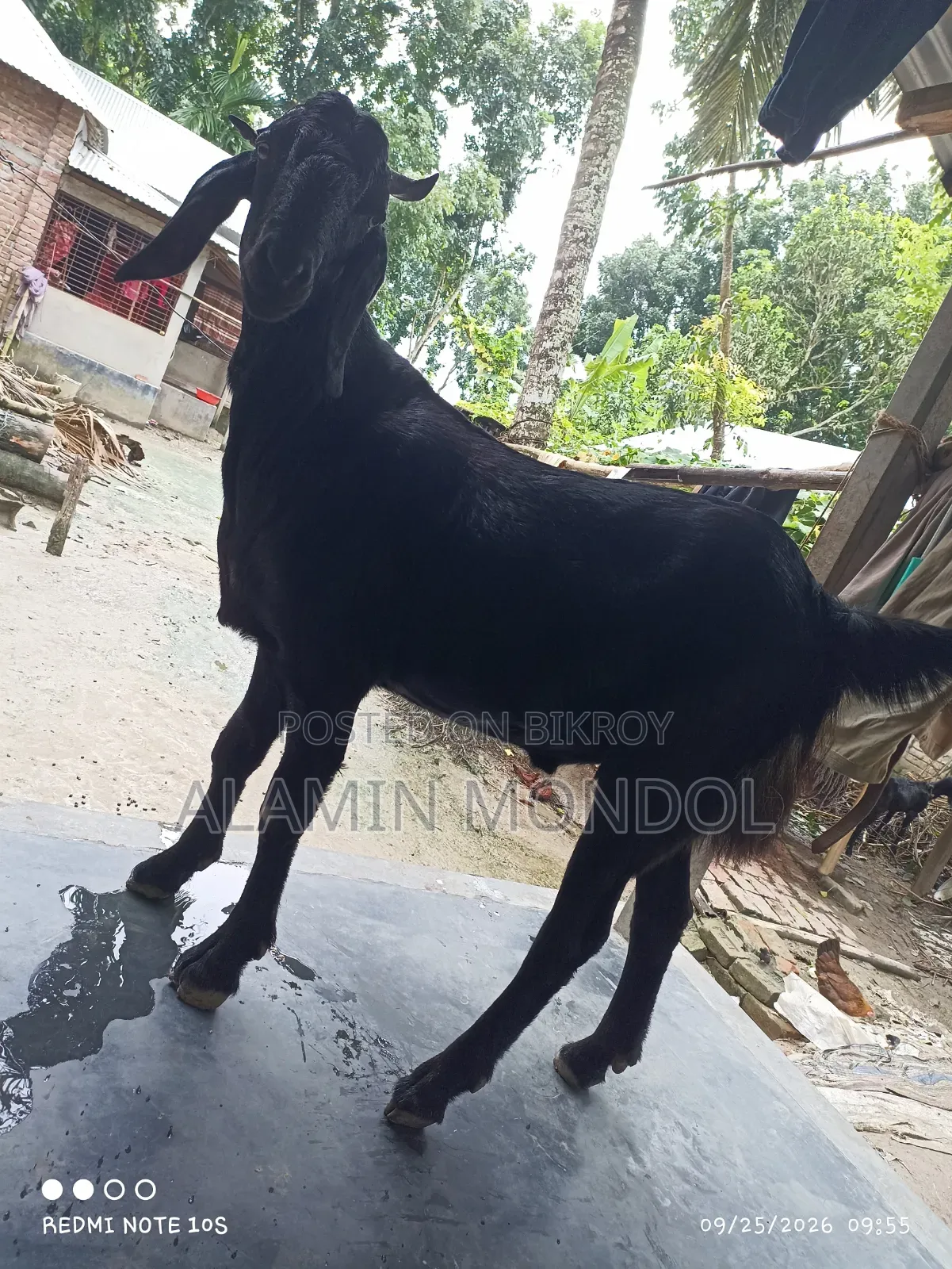 Large Goat