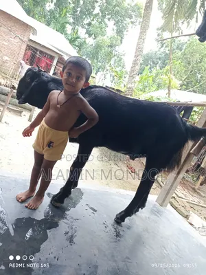 Large Goat