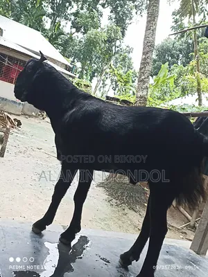 Large Goat