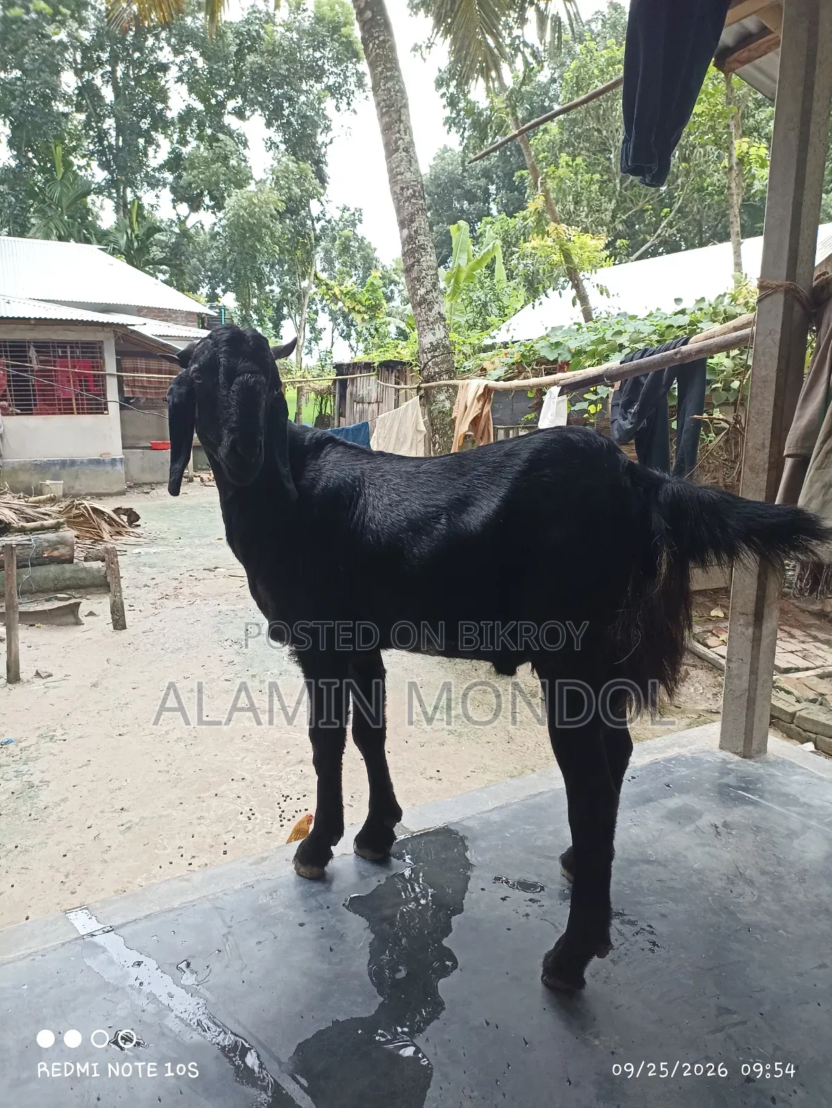 Large Goat
