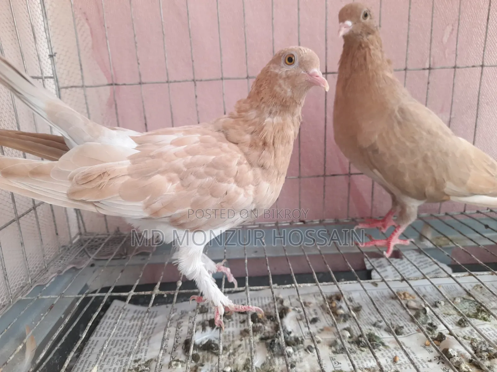 Australian Ghiachulli Pigeon New Adult