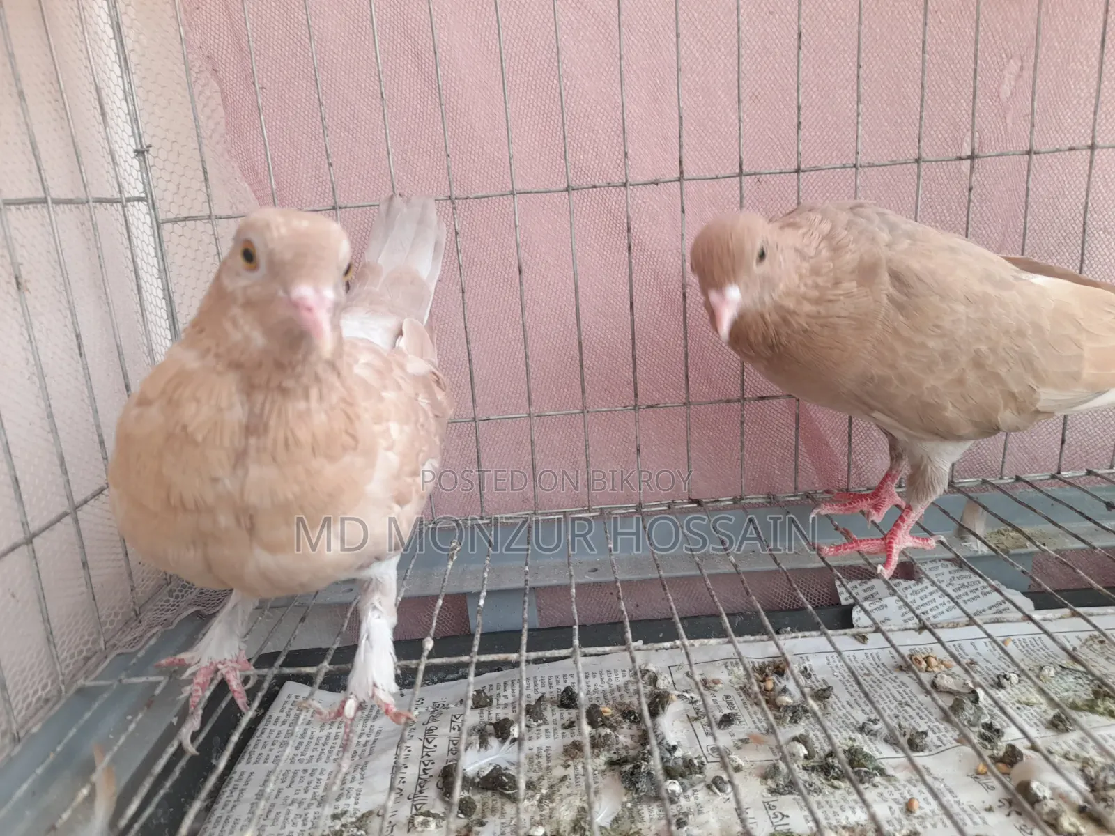 Australian Ghiachulli Pigeon New Adult