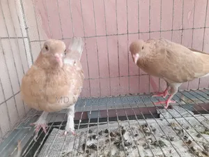 Australian Ghiachulli Pigeon New Adult